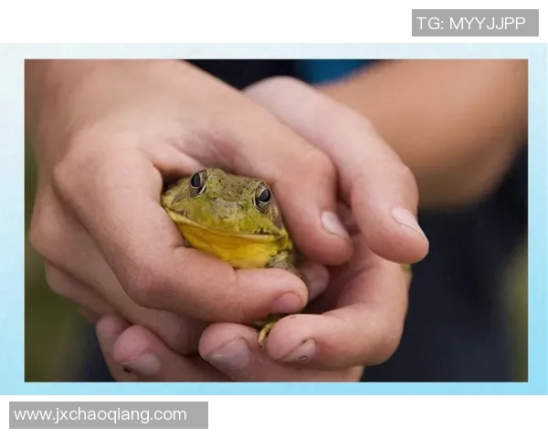 青蛙足球：探索小小青蛙如何在绿茵场上展现惊人技巧与团队精神